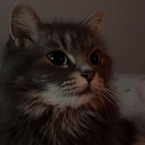 Meet your Posher, Cozy